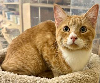 Russell orange kit, Adoptable, Young Male Tabby.