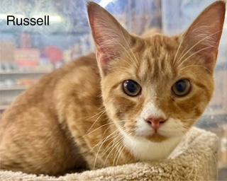 Enlarge Russell orange kit, a Adoptable Tabby in Jackson, GA image 3/3