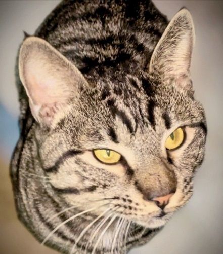 Pippin, a Adoptable Domestic Short Hair in Philadelphia, PA image 4/5