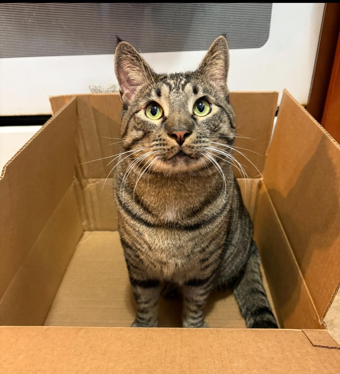 Pippin, Adoptable, Adult Male Domestic Short Hair.