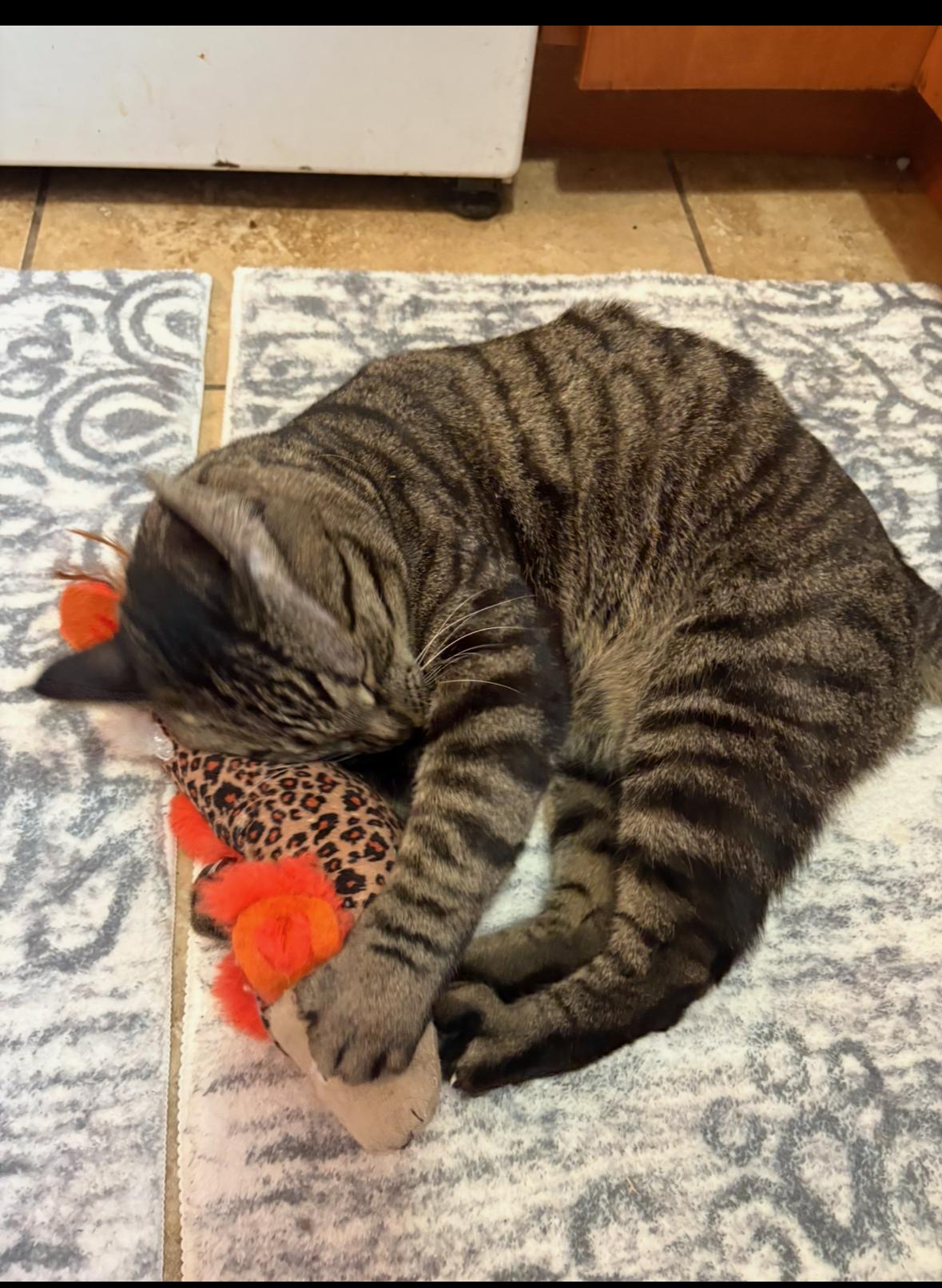 Pippin, a Adoptable Domestic Short Hair in Philadelphia, PA image 2/5