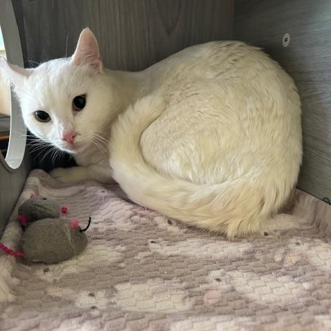 Magical Mister Blanco the Bunny Cat! photo 4