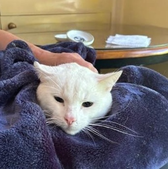 Magical Mister Blanco the Bunny Cat! photo 2