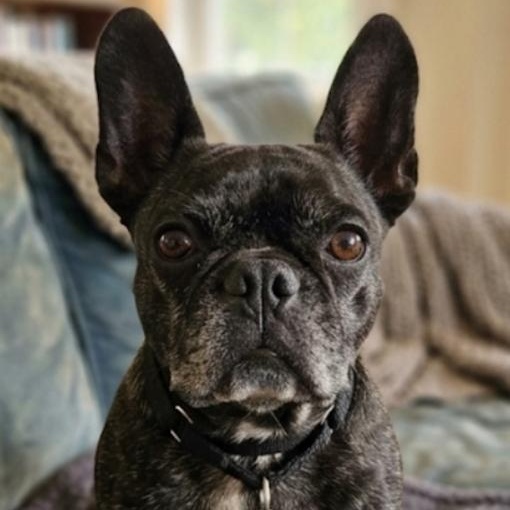Enlarge Rene, a ADOPTABLE mixed breed in Toledo, OH image 5/5