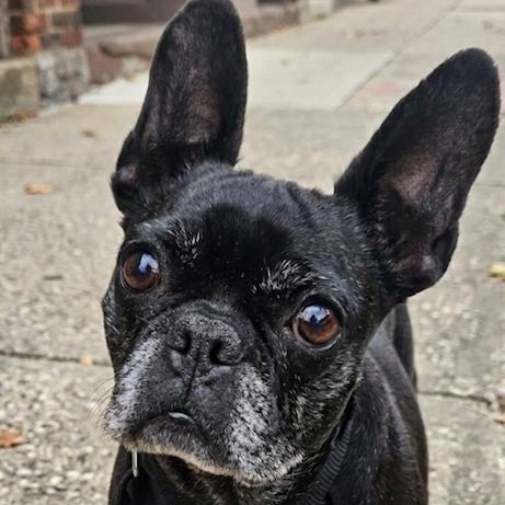 Rene, ADOPTABLE, Senior Female French Bulldog & Boston Terrier.