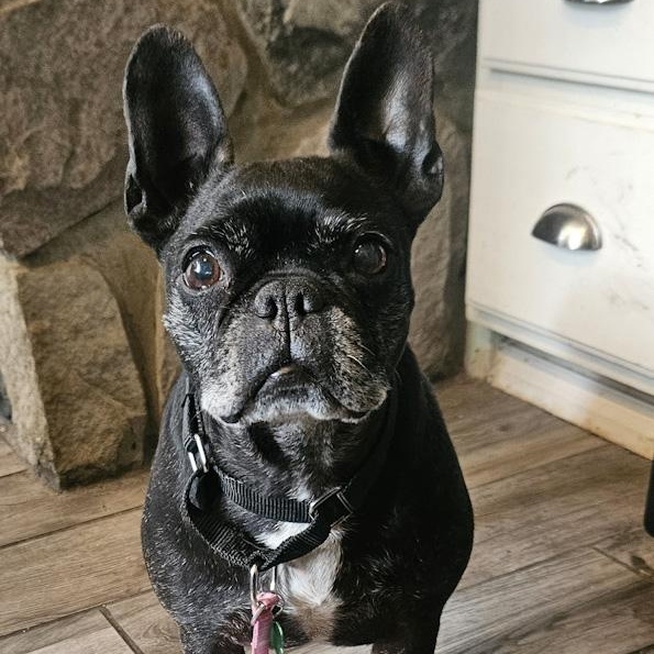 Enlarge Rene, a ADOPTABLE mixed breed in Toledo, OH image 4/5
