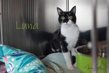 Enlarge Luna, a Adoptable Domestic Short Hair in Scottsdale, AZ image 1/2