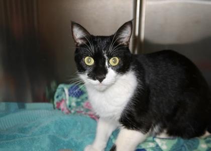 Luna, Adoptable, Adult Female Domestic Short Hair & Domestic Short Hair.