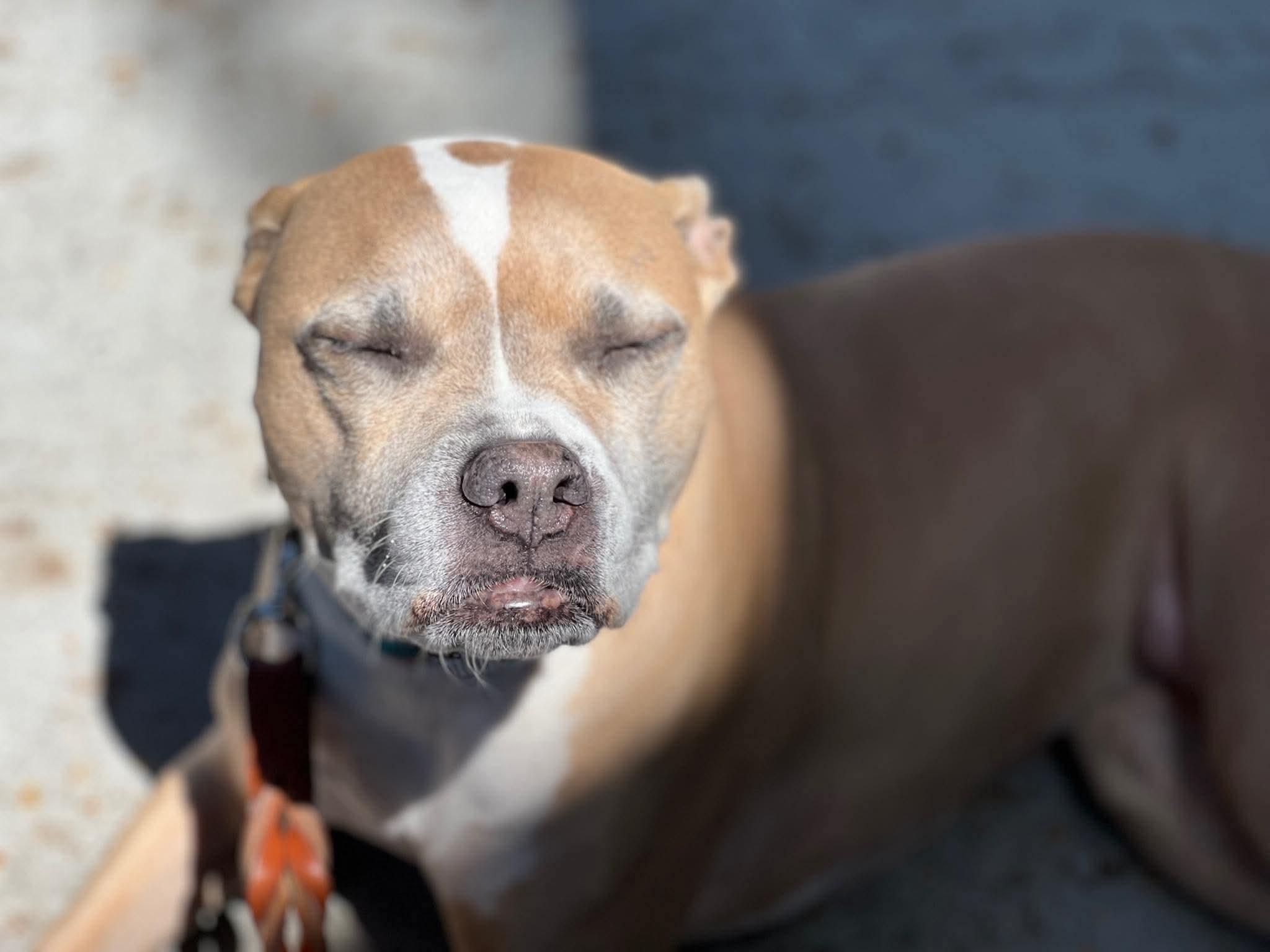 Enlarge Hazel, a Adoptable Bull Terrier in Bristol, VT image 6/6