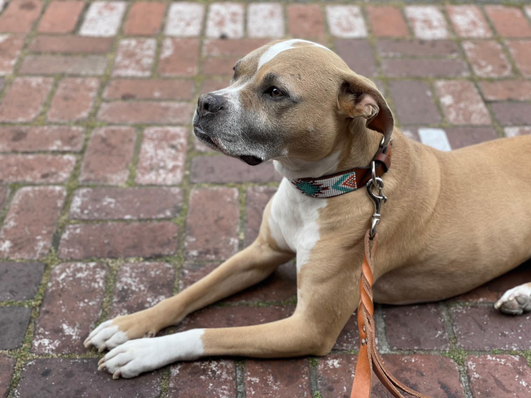 Enlarge Hazel, a Adoptable Bull Terrier in Bristol, VT image 5/6