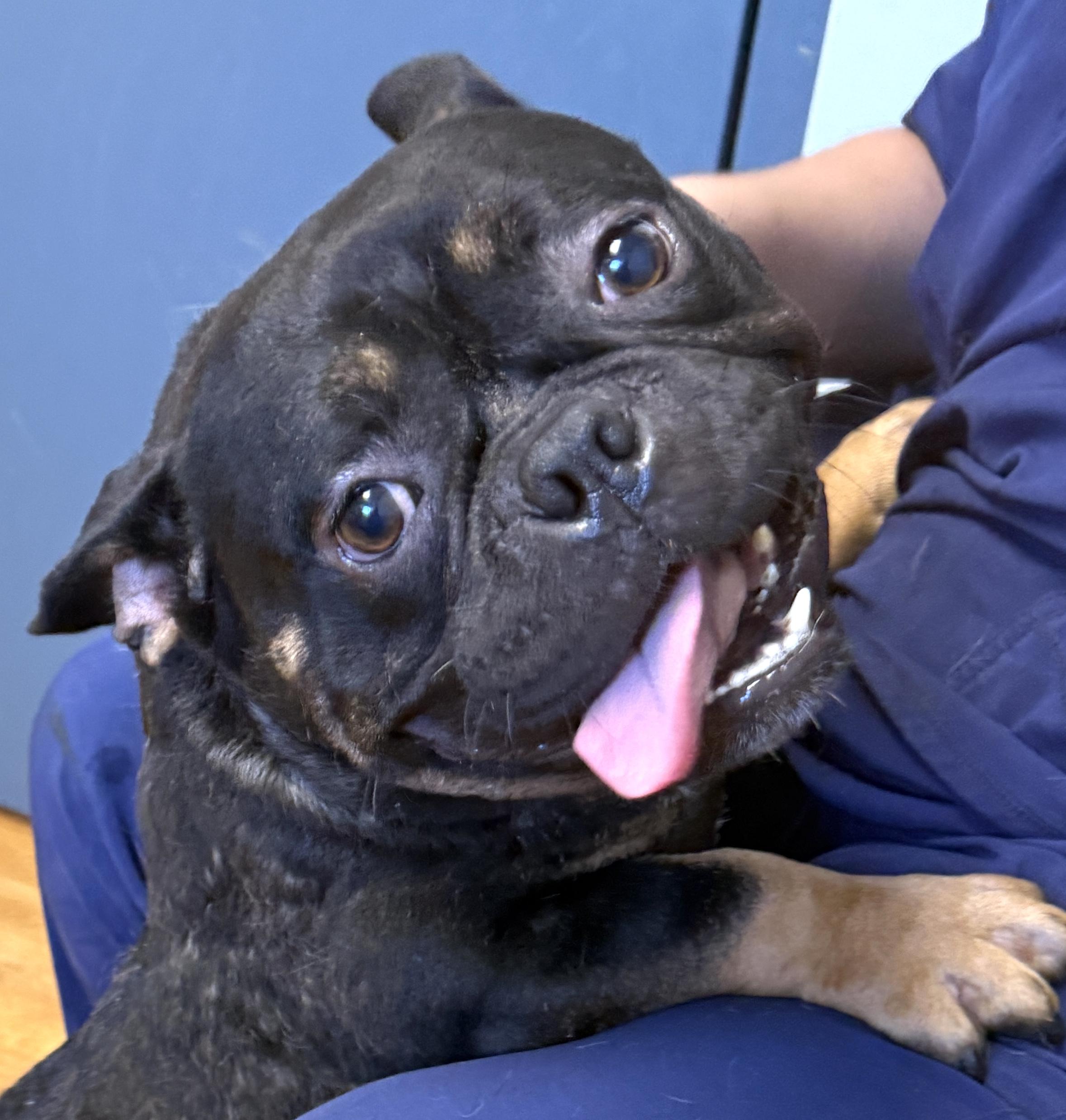 Enlarge Meatball, a Adoptable mixed breed in Mount Airy, NC image 3/5