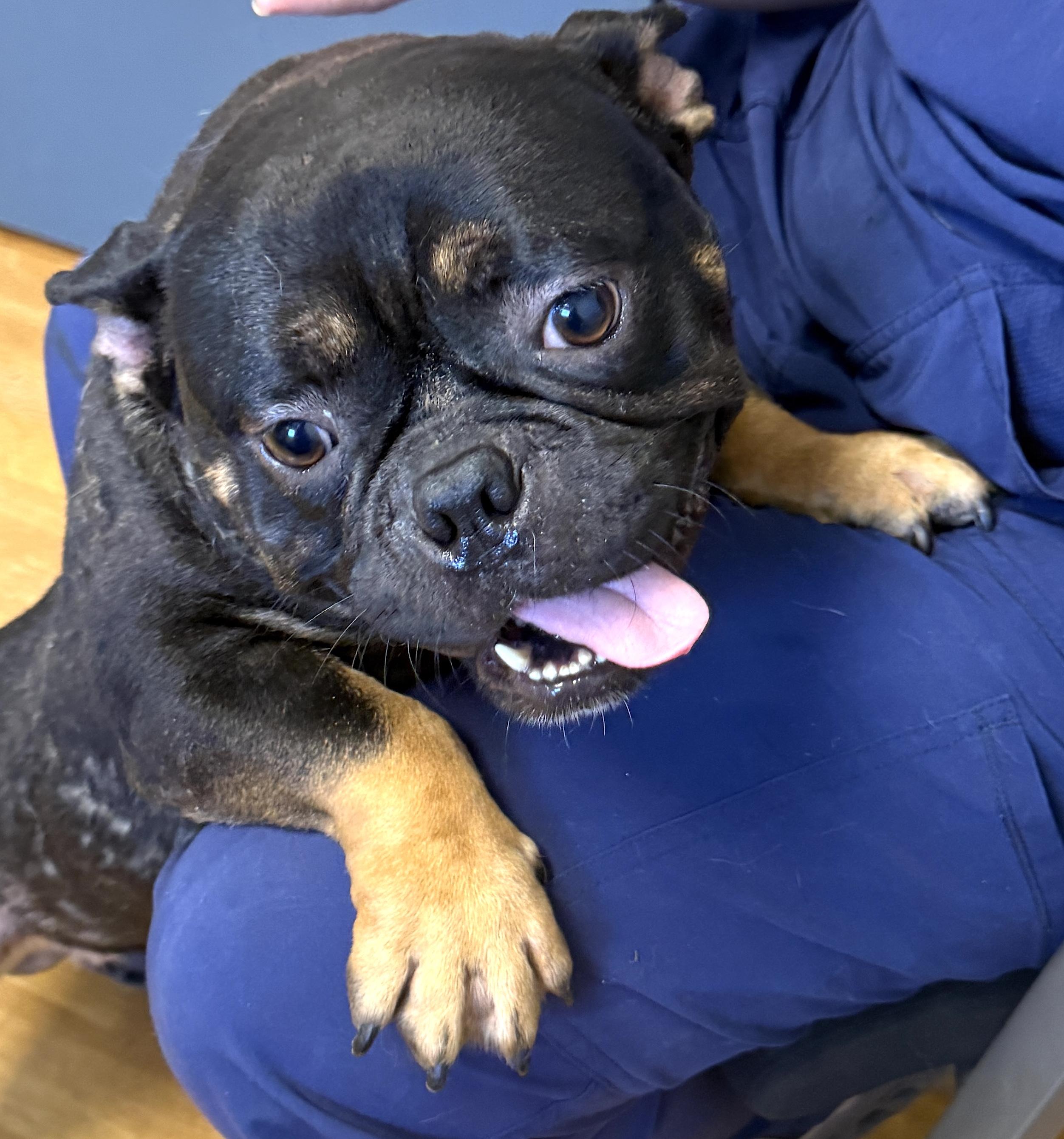Enlarge Meatball, a Adoptable mixed breed in Mount Airy, NC image 5/5