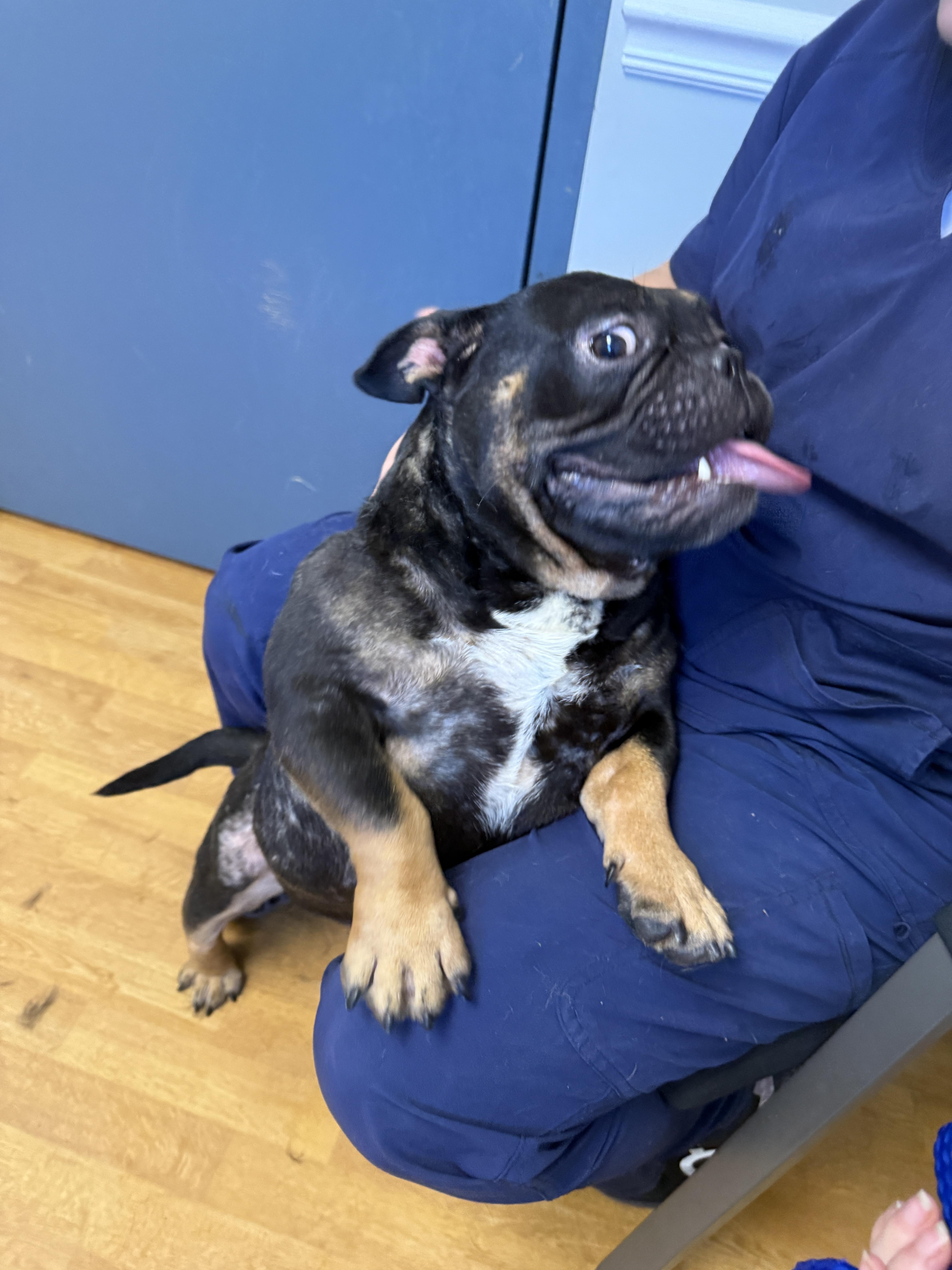 Enlarge Meatball, a Adoptable mixed breed in Mount Airy, NC image 2/5