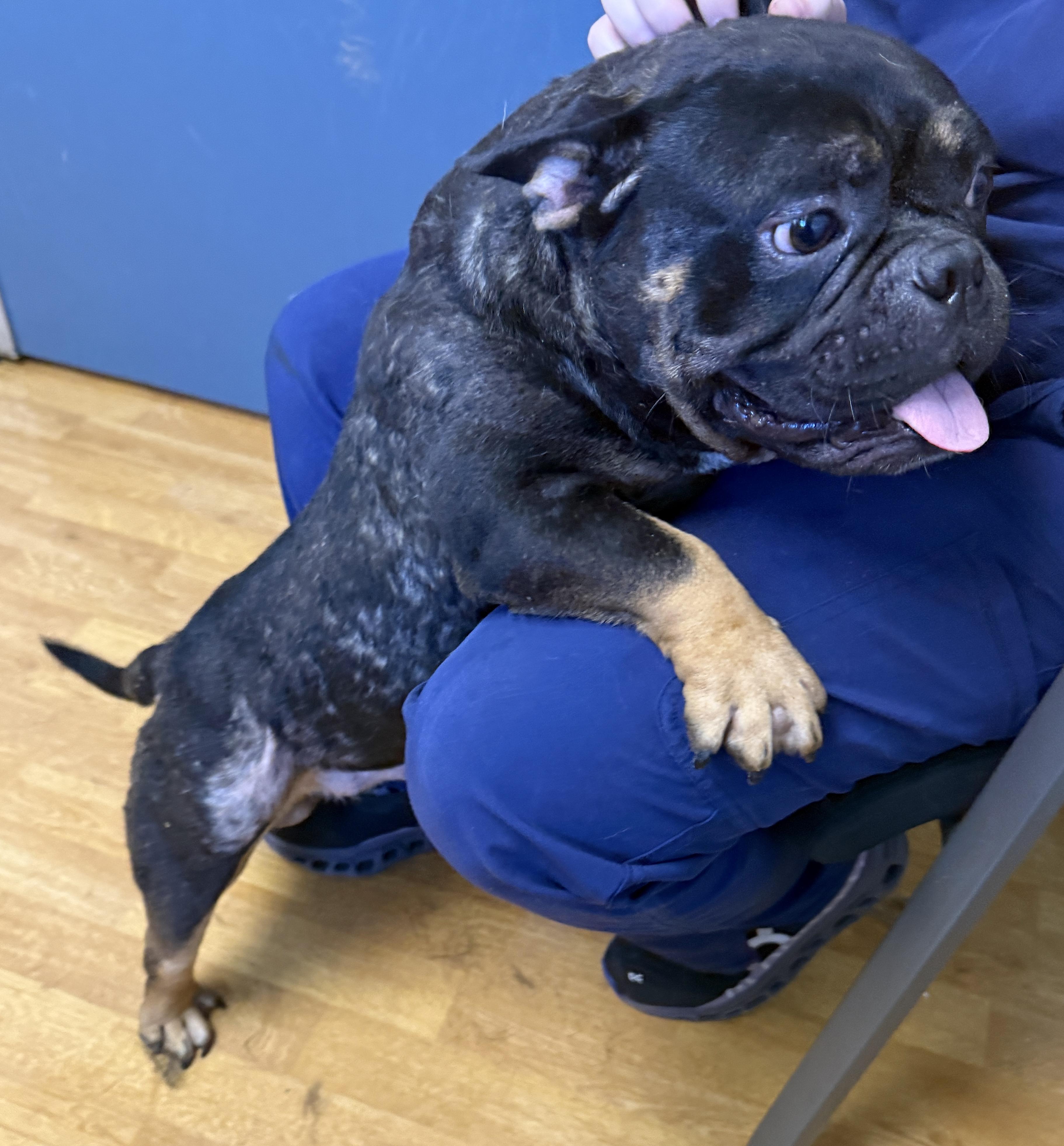 Enlarge Meatball, a Adoptable mixed breed in Mount Airy, NC image 4/5