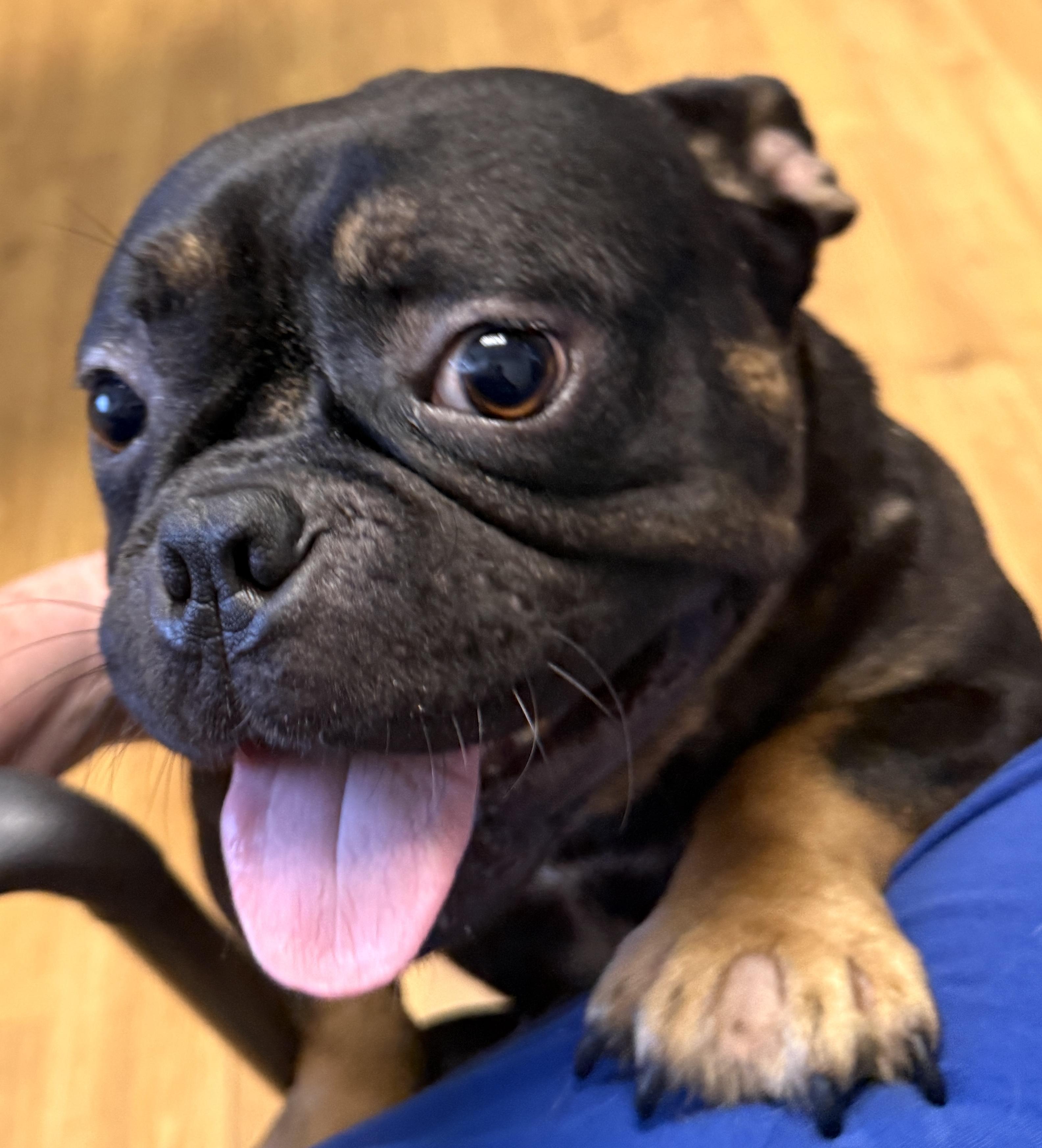 Enlarge Meatball, a Adoptable mixed breed in Mount Airy, NC image 1/5