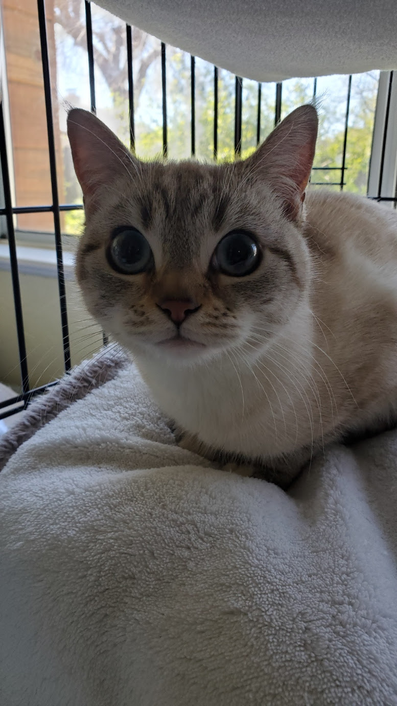 Enlarge Lolli, a Adoptable Scottish Fold in Davis, CA image 1/6