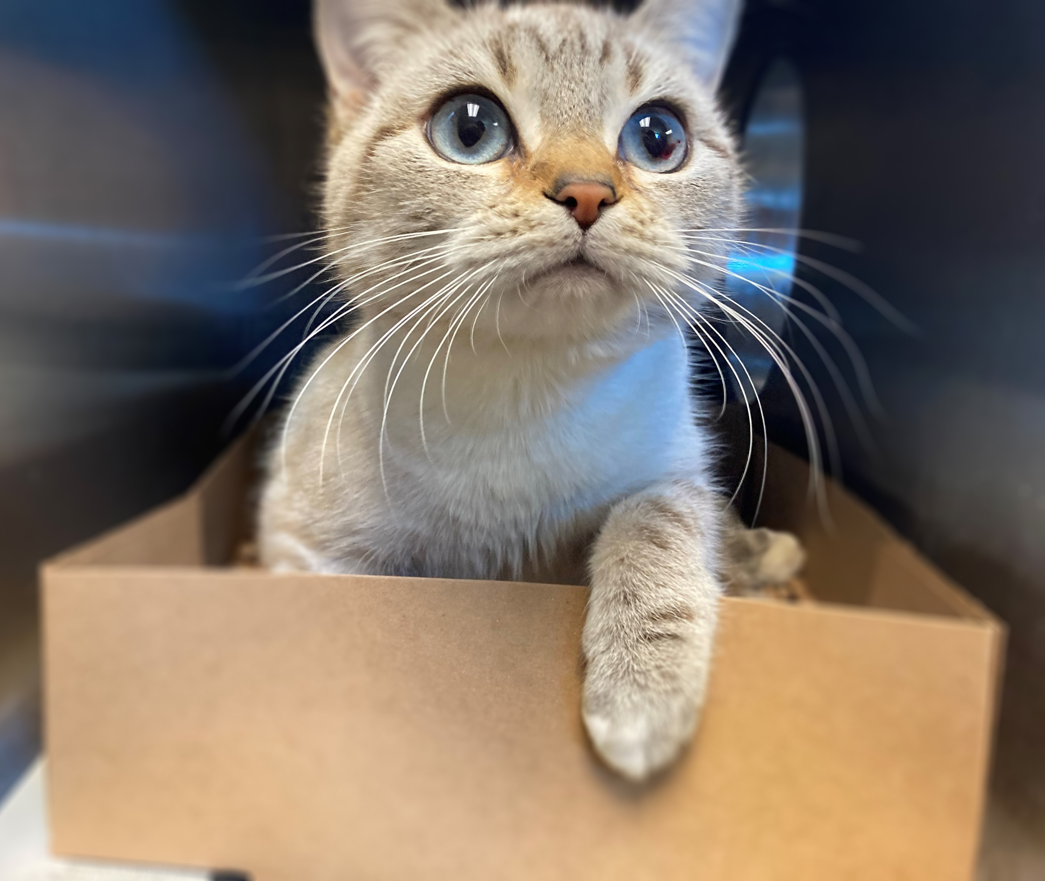 Enlarge Lolli, a Adoptable Scottish Fold in Davis, CA image 2/6