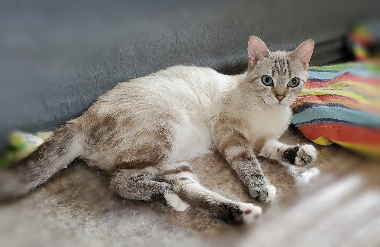 Enlarge Lolli, a Adoptable Scottish Fold in Davis, CA image 3/6