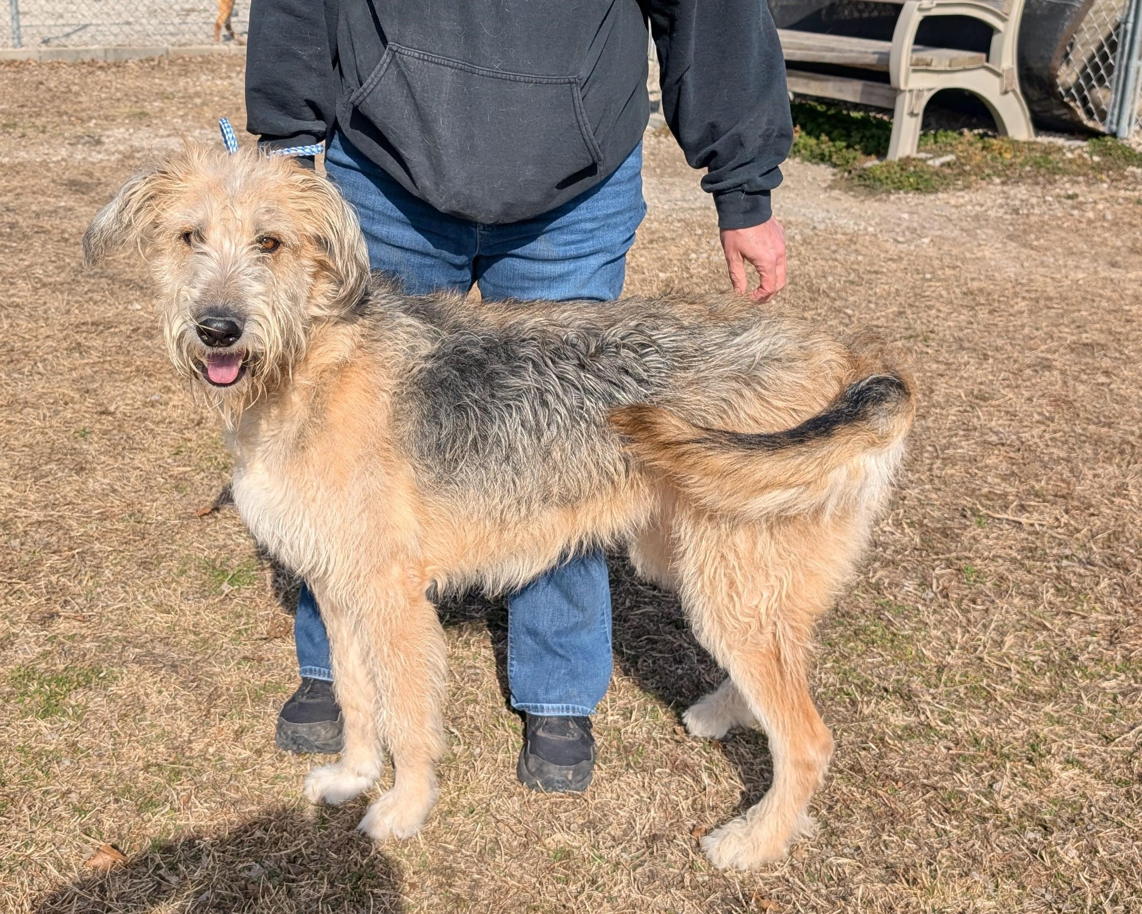 Enlarge Jake, a ADOPTABLE mixed breed in Parsons, KS image 1/1