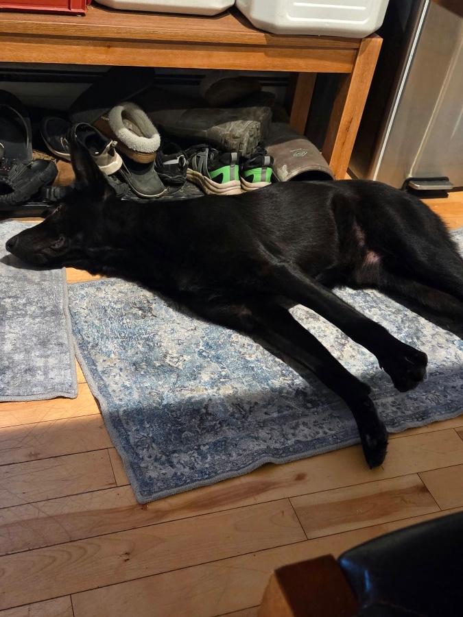 Aka, Adoptable, Adult Male German Shepherd Dog.