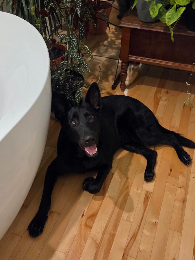 Enlarge Aka, a Adoptable German Shepherd Dog in Wells, VT image 2/6