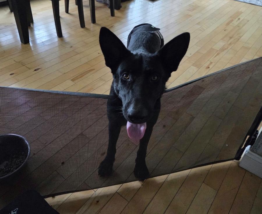 Enlarge Aka, a Adoptable German Shepherd Dog in Wells, VT image 4/6