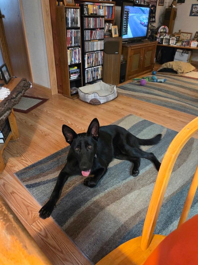 Enlarge Aka, a Adoptable German Shepherd Dog in Wells, VT image 5/6
