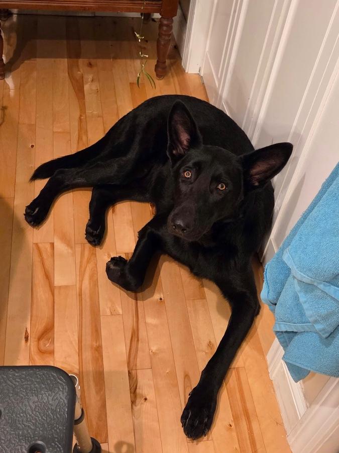 Enlarge Aka, a Adoptable German Shepherd Dog in Wells, VT image 6/6