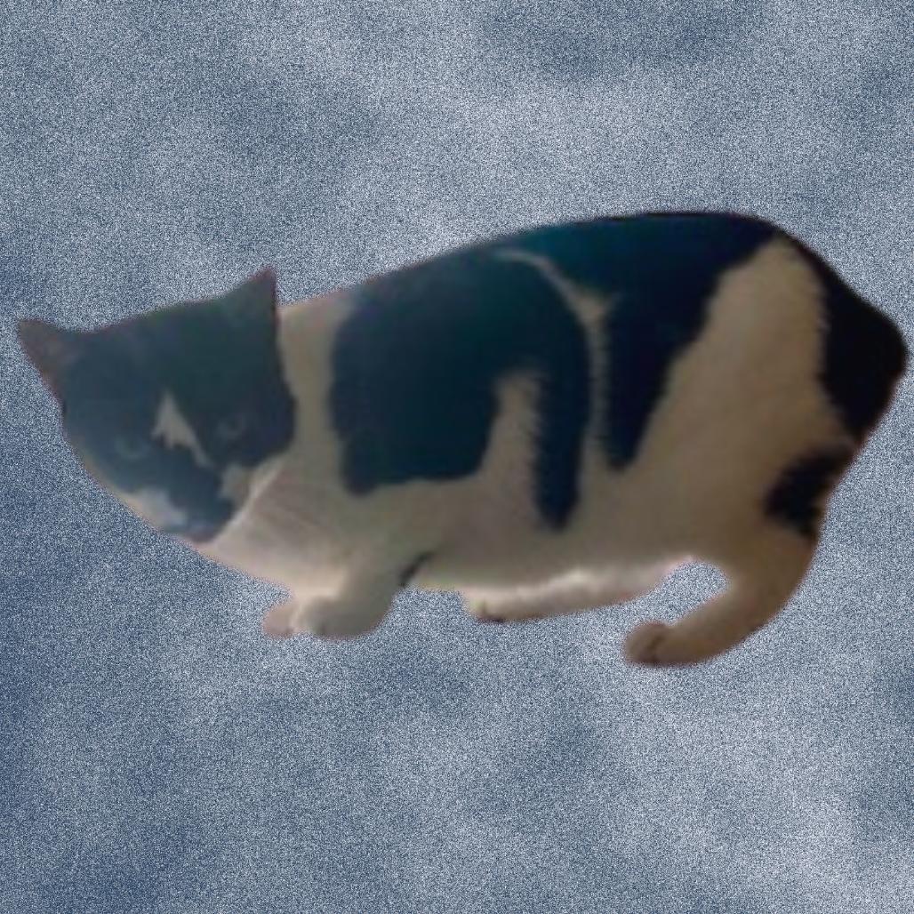 Scooter, a Adoptable Domestic Short Hair in Donalsonville, GA image 1/3