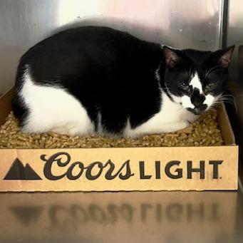 Scooter, a Adoptable Domestic Short Hair in Donalsonville, GA image 2/3