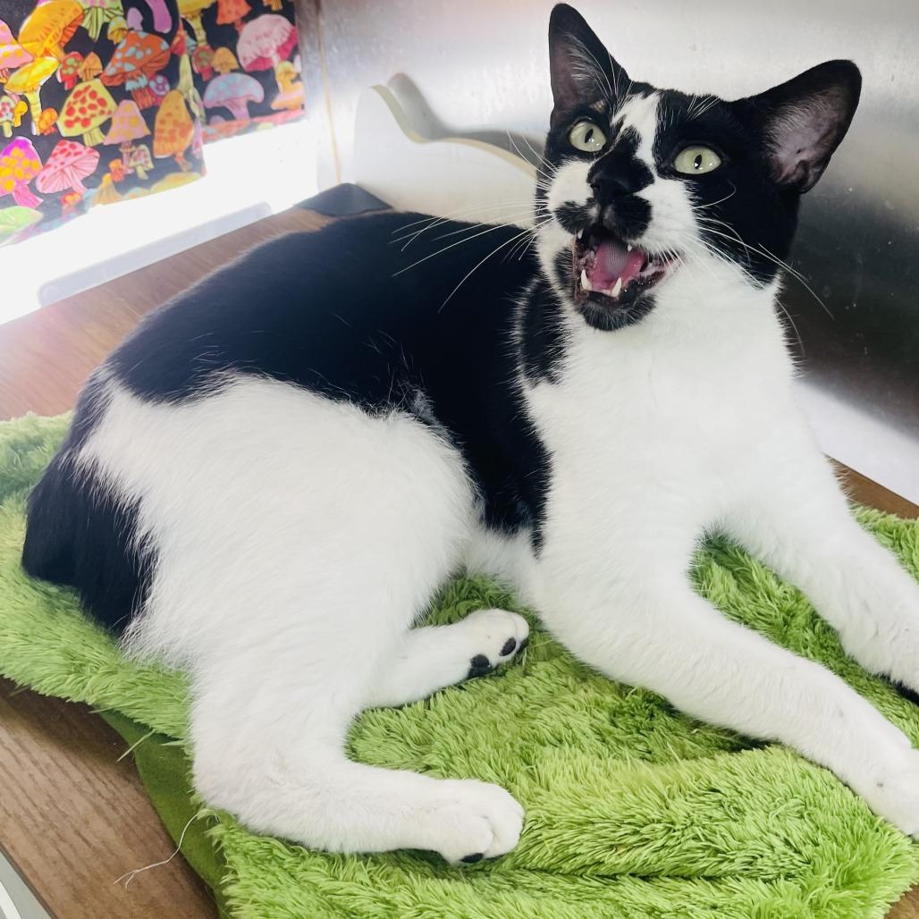 Enlarge Scooter, a Adoptable Domestic Short Hair in Donalsonville, GA image 3/4