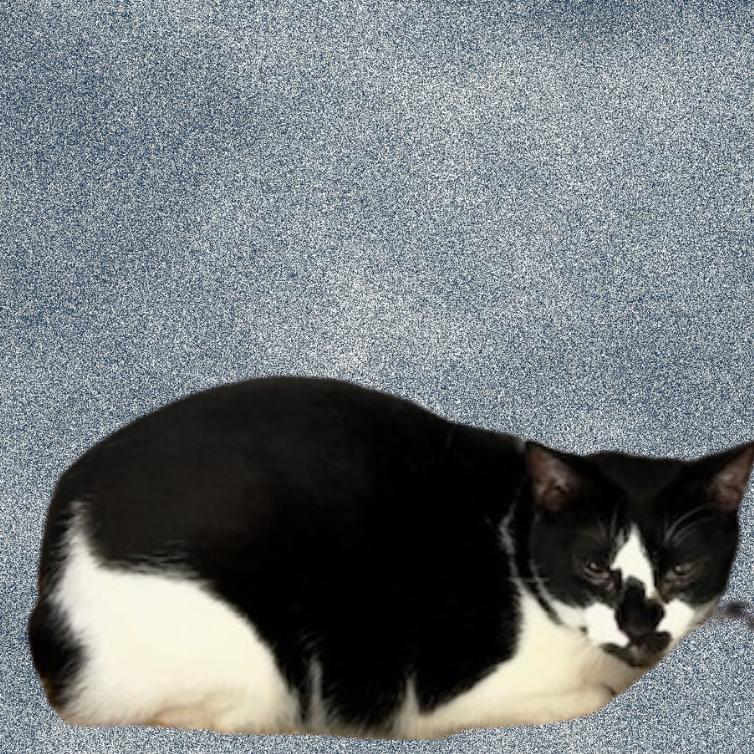 Scooter, a Adoptable Domestic Short Hair in Donalsonville, GA image 3/3