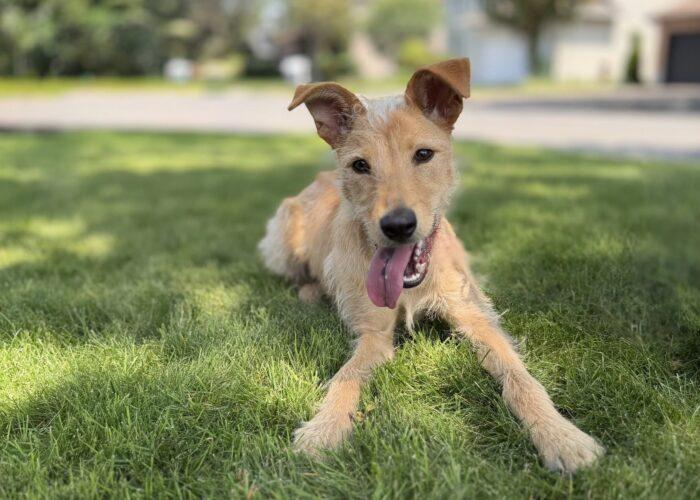 Scooby (was Avena), Adopted, Young Female Irish Terrier & Border Terrier.