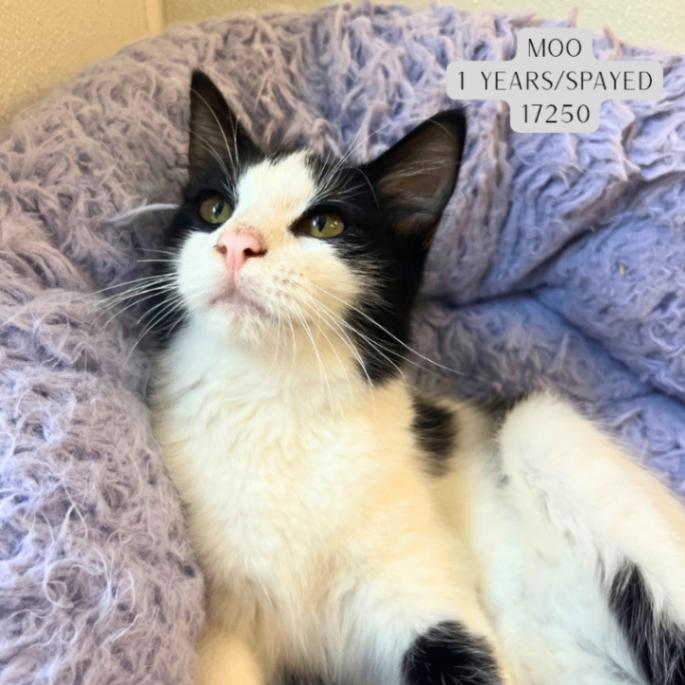 Enlarge Moo, a Adoptable Domestic Medium Hair in Supply, NC image 1/1