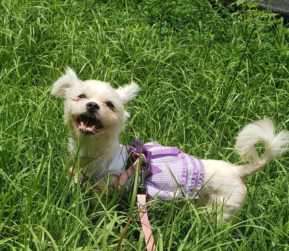 Lacey, Adopted, Senior Female Maltese.