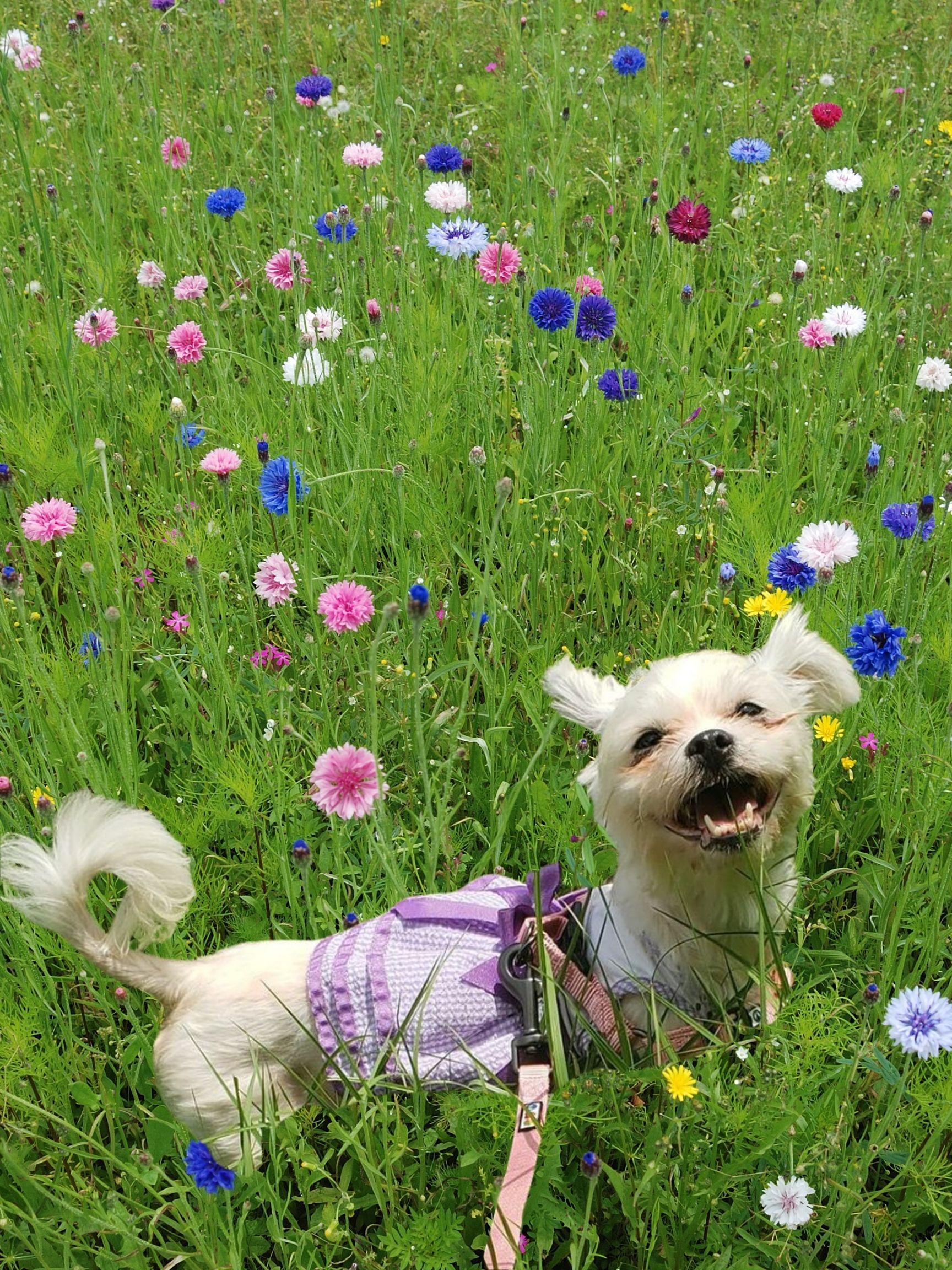 Enlarge Lacey, a Adopted mixed breed in Bradenton, FL image 4/6