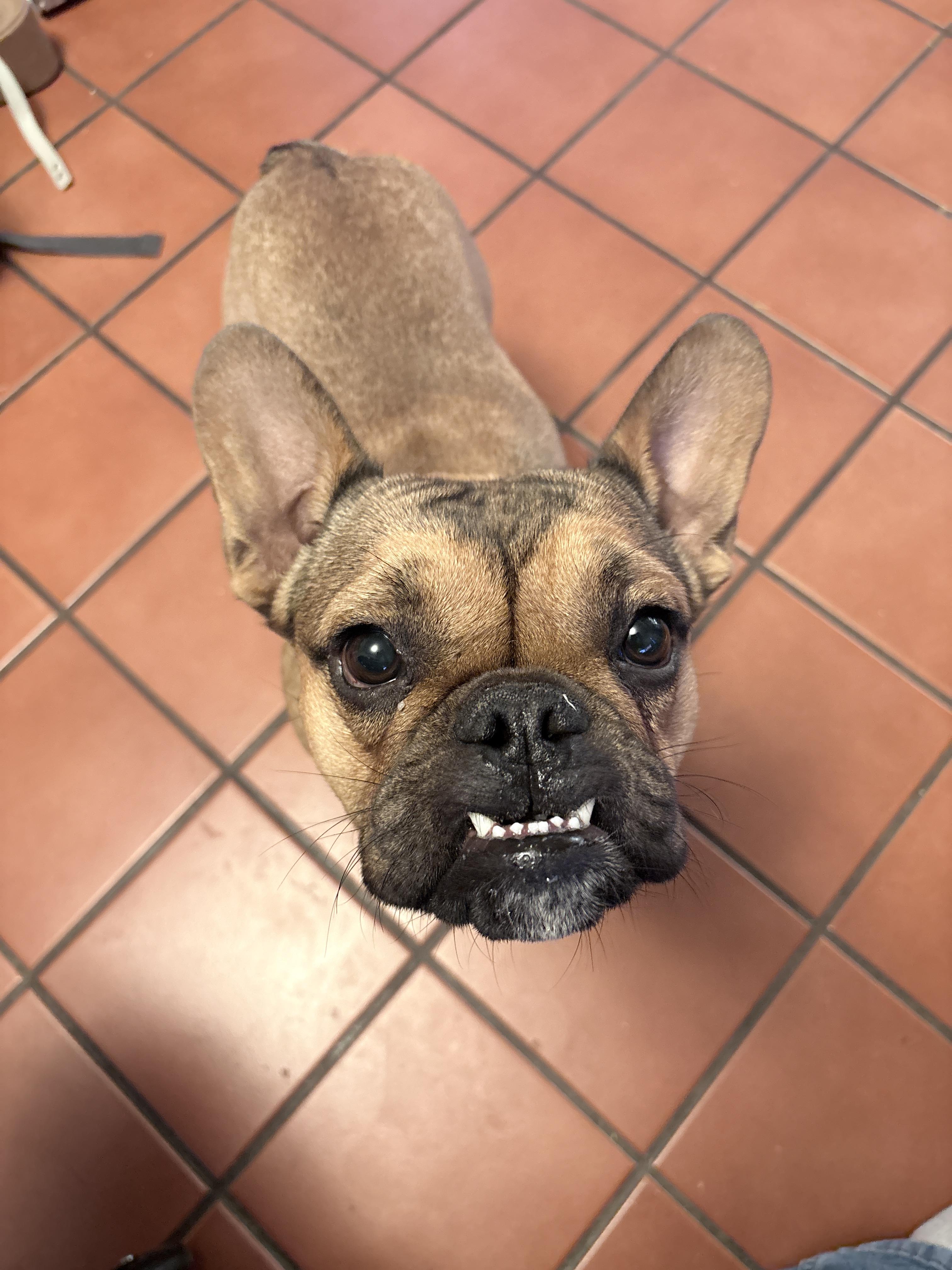 Baxter, Adoptable, Young Male English Bulldog & French Bulldog.