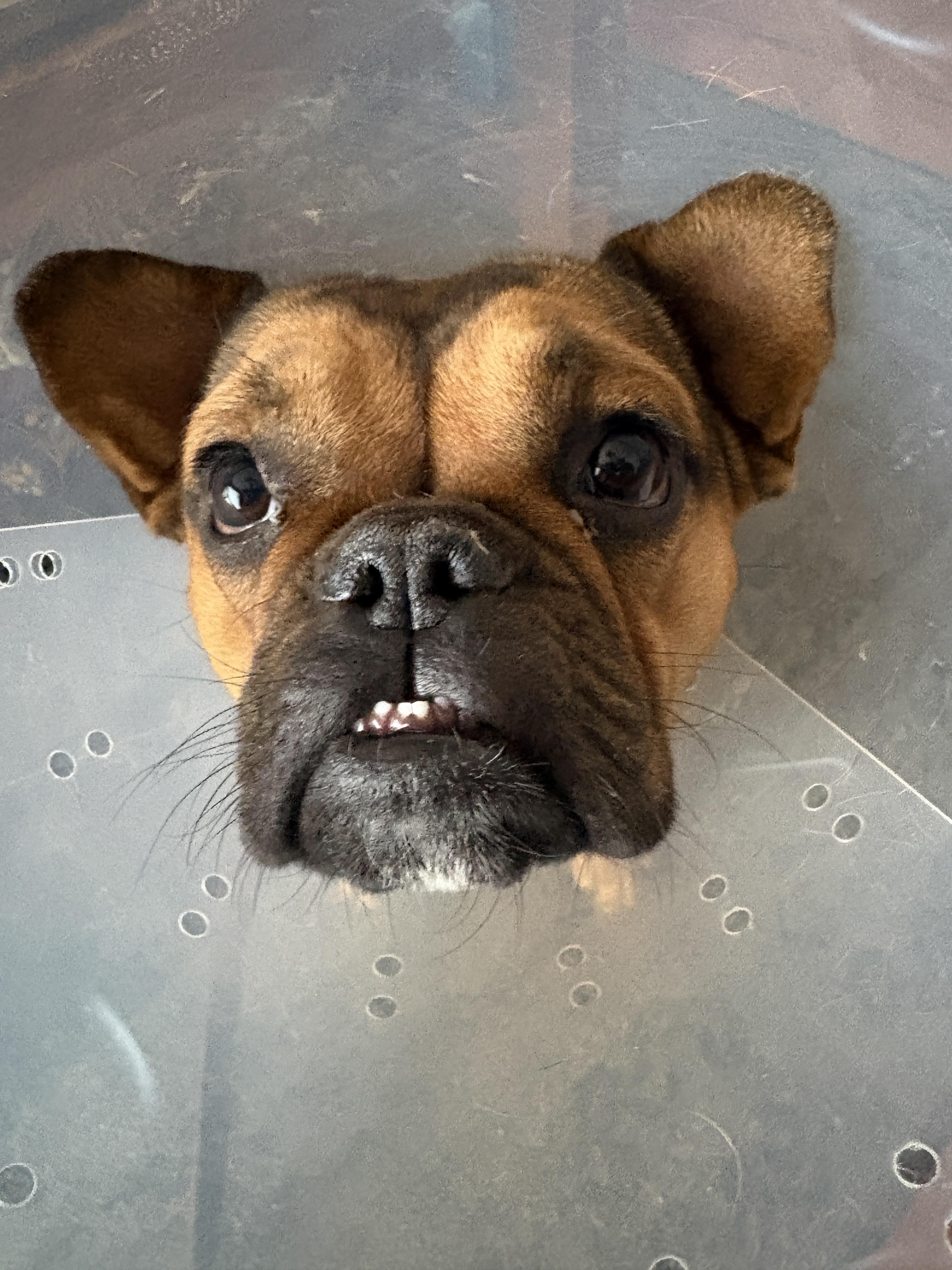 Enlarge Baxter, a Adoptable mixed breed in Mesa, AZ image 3/5