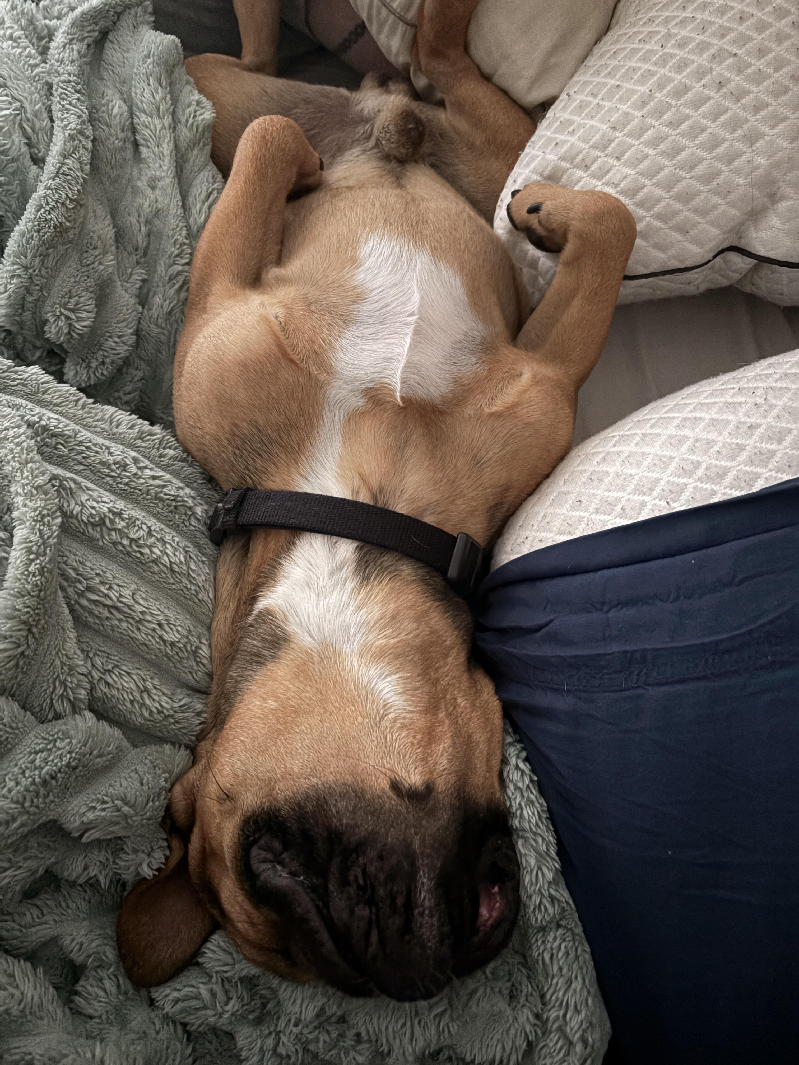 Enlarge Baxter, a Adoptable mixed breed in Mesa, AZ image 5/5