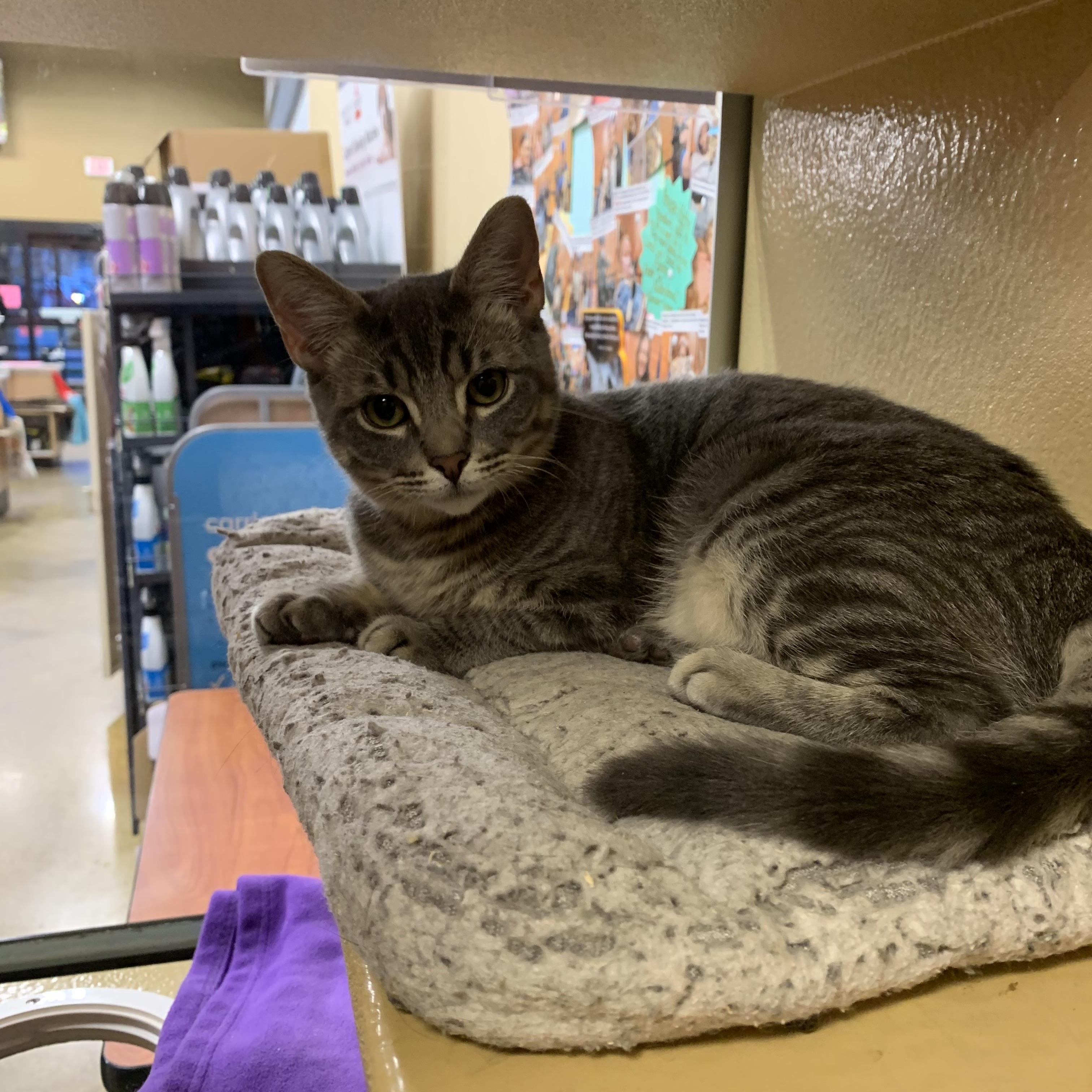 Enlarge Oscar, a Adoptable mixed breed in Port Jefferson Station, NY image 1/1