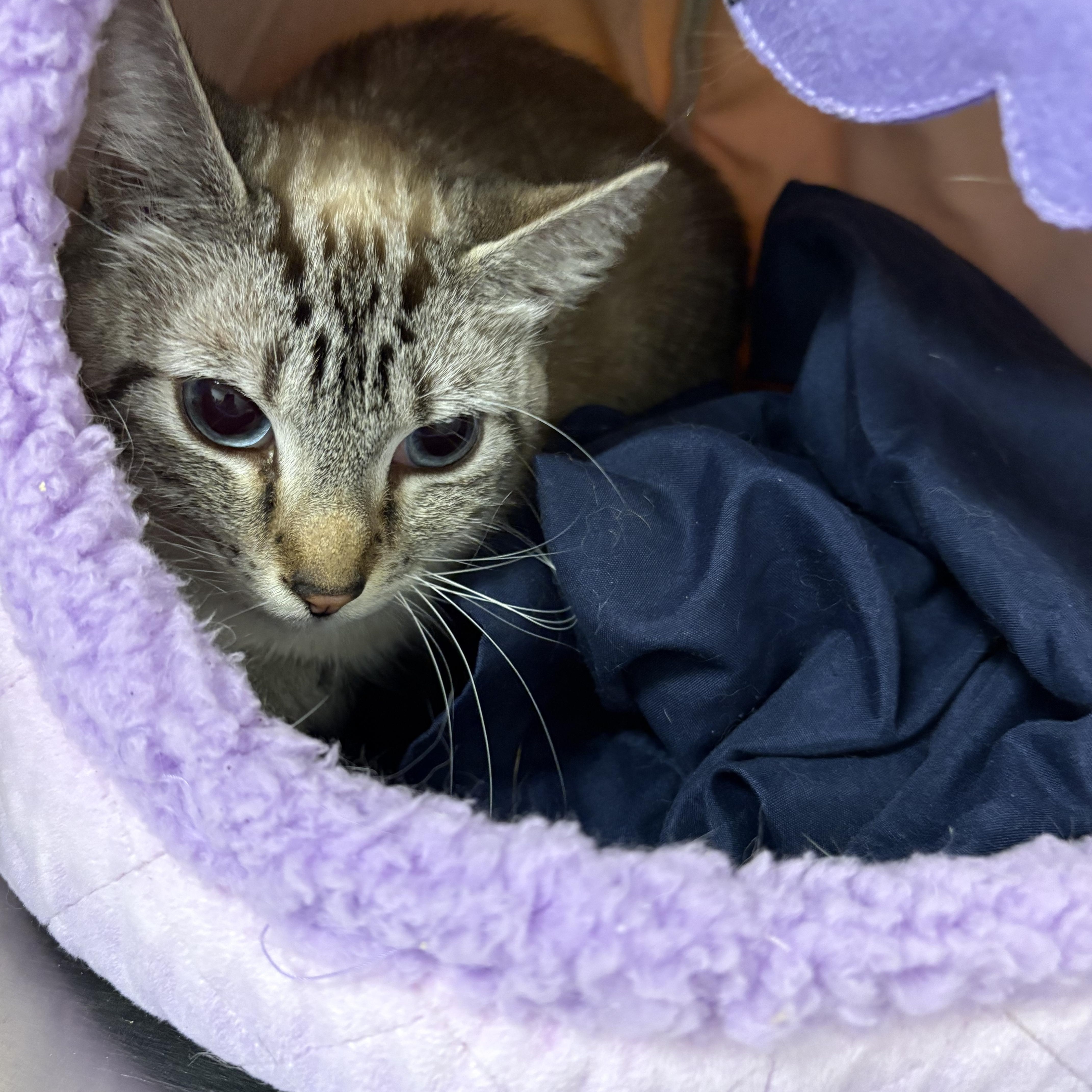Enlarge Snowball, a ADOPTABLE mixed breed in Wayne , NJ image 2/2