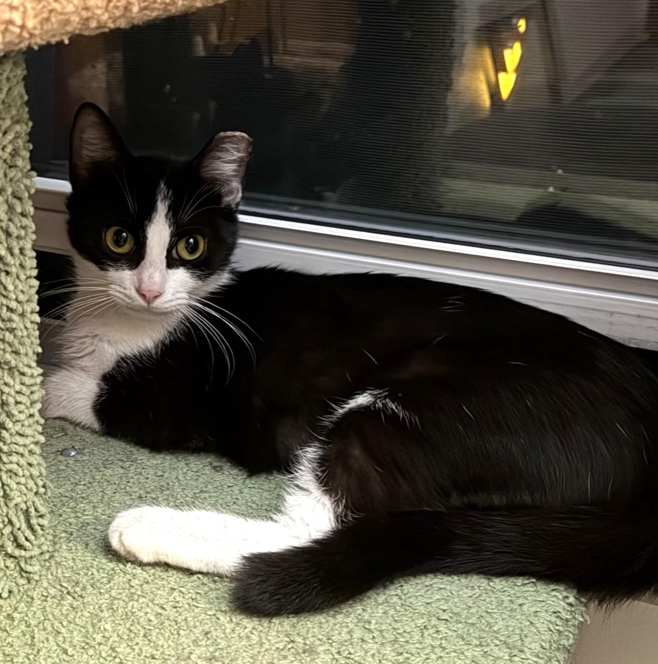 Enlarge Nadia (mom) to Nikon (baby boy), Nakita (baby girl), a Adoptable Domestic Short Hair in Columbus, OH image 6/6