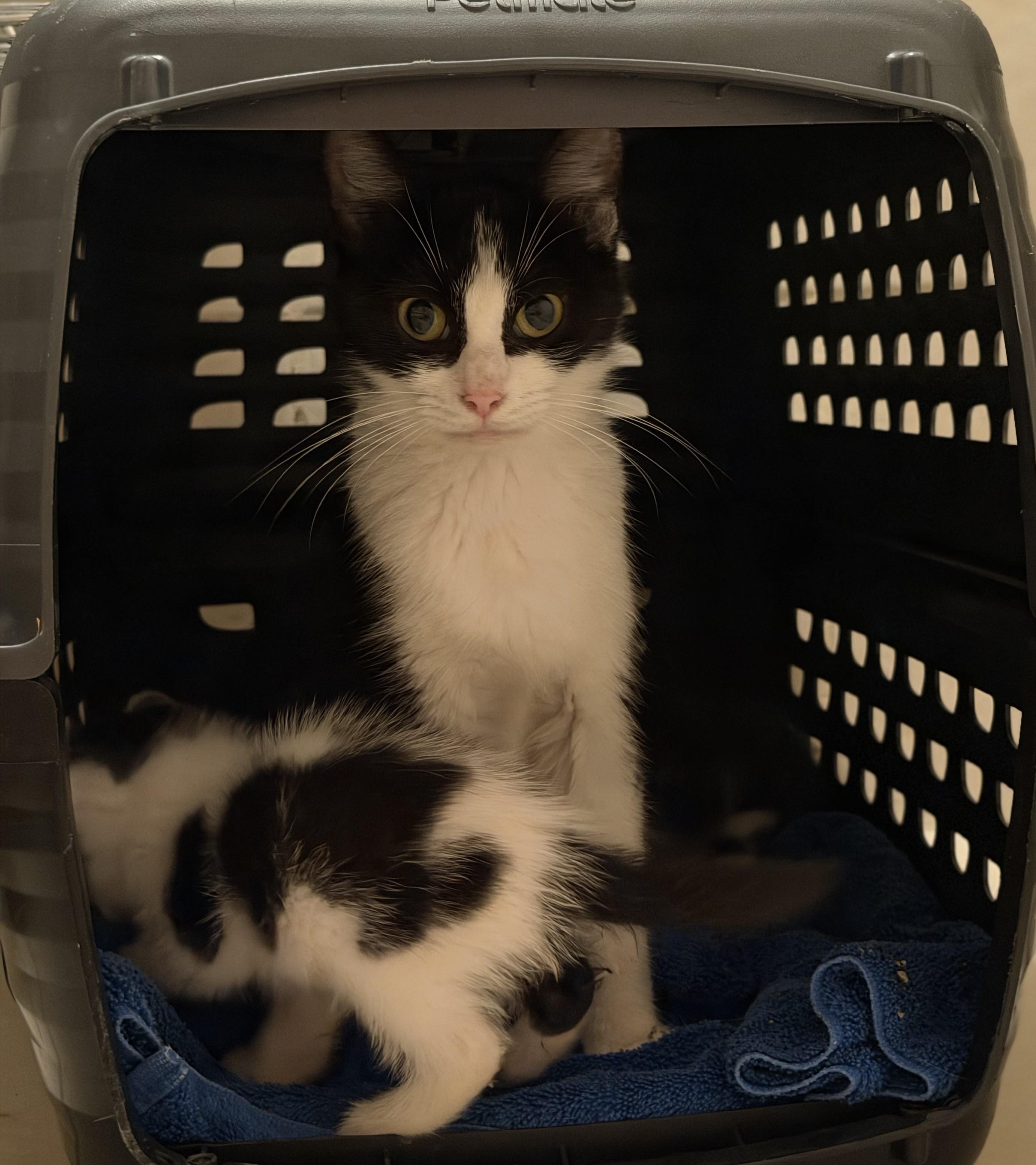 Enlarge Nadia (mom) to Nikon (baby boy), Nakita (baby girl), a Adoptable Domestic Short Hair in Columbus, OH image 5/6