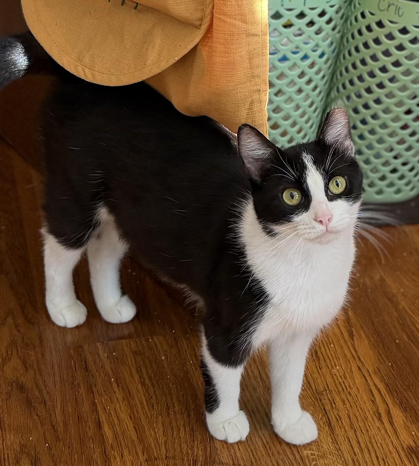 Enlarge Nadia (mom) to Nikon (baby boy), Nakita (baby girl), a Adoptable Domestic Short Hair in Columbus, OH image 3/6