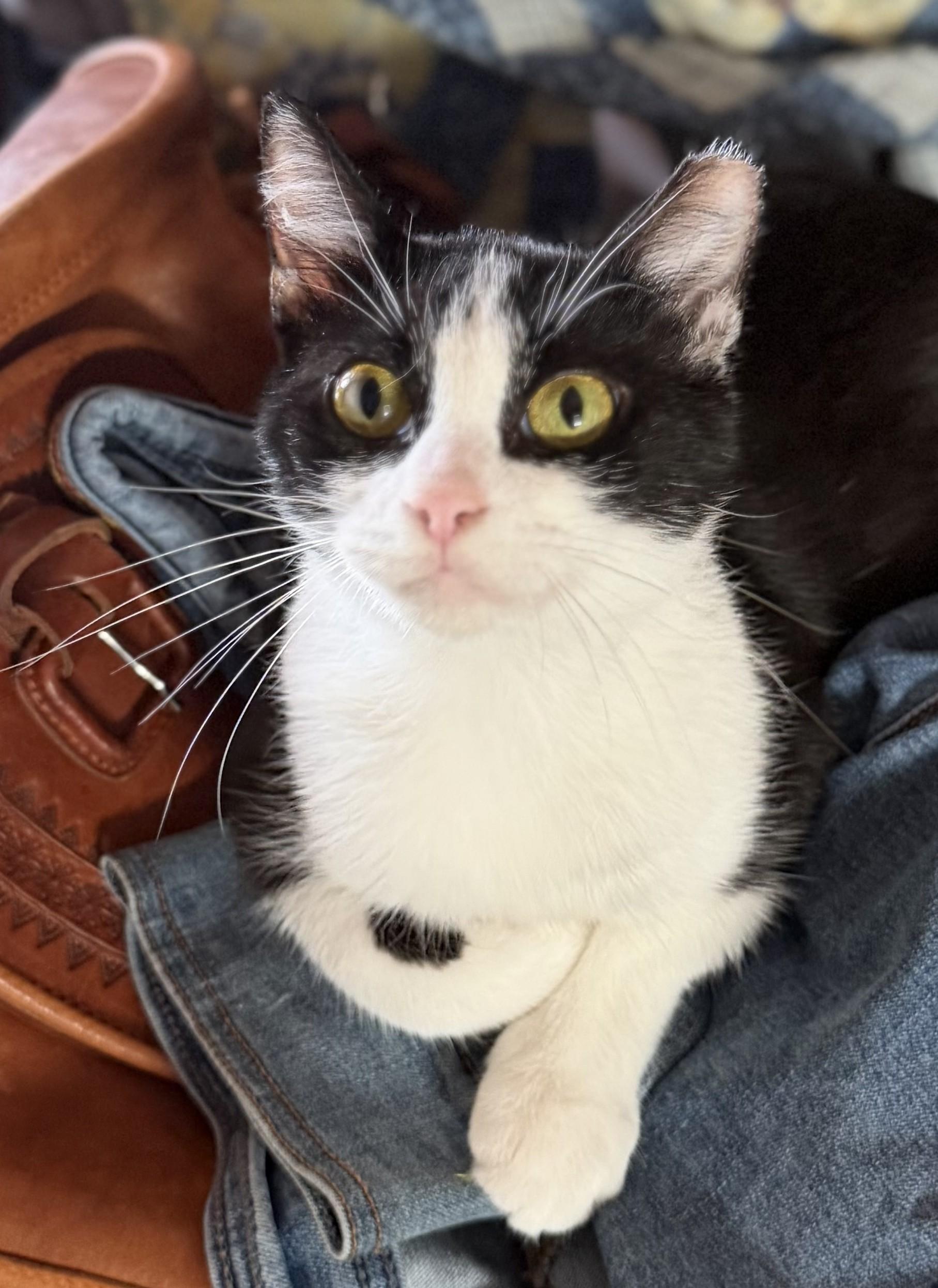 Nadia (mom) to Nikon (baby boy), Nakita (baby girl), Adoptable, Young Female Domestic Short Hair.