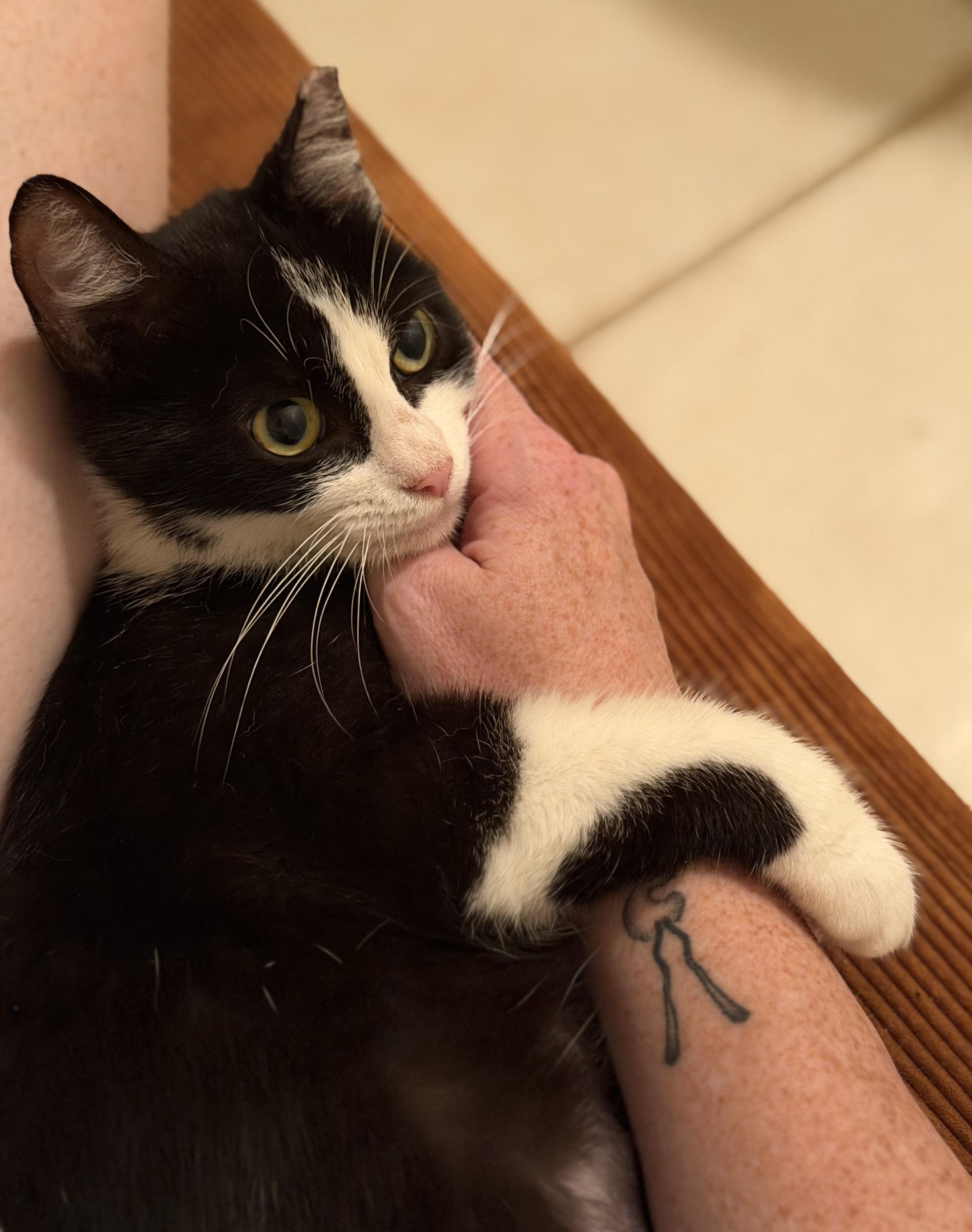 Enlarge Nadia (mom) to Nikon (baby boy), Nakita (baby girl), a Adoptable Domestic Short Hair in Columbus, OH image 2/6