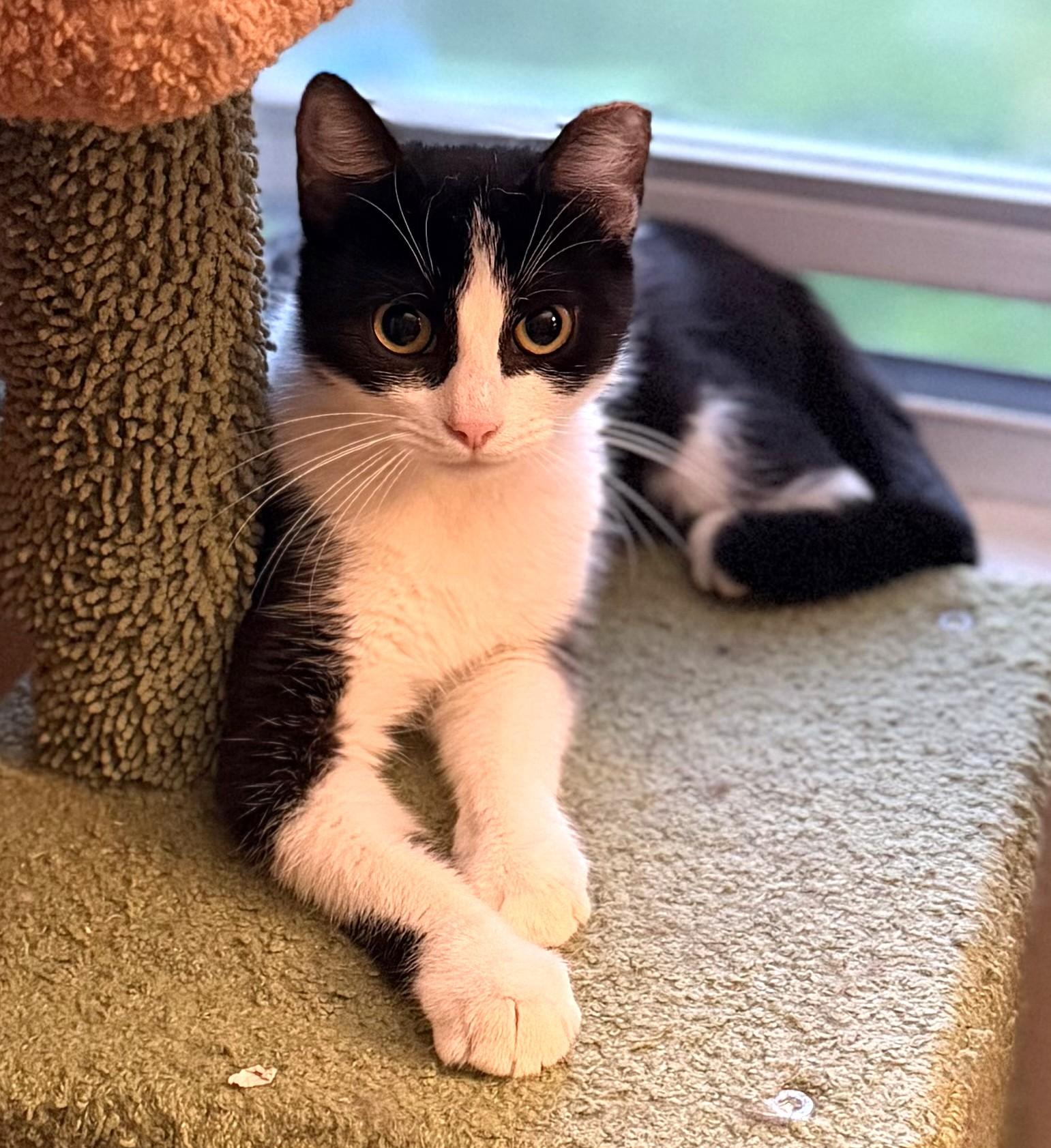 Enlarge Nadia (mom) to Nikon (baby boy), Nakita (baby girl), a Adoptable Domestic Short Hair in Columbus, OH image 4/6