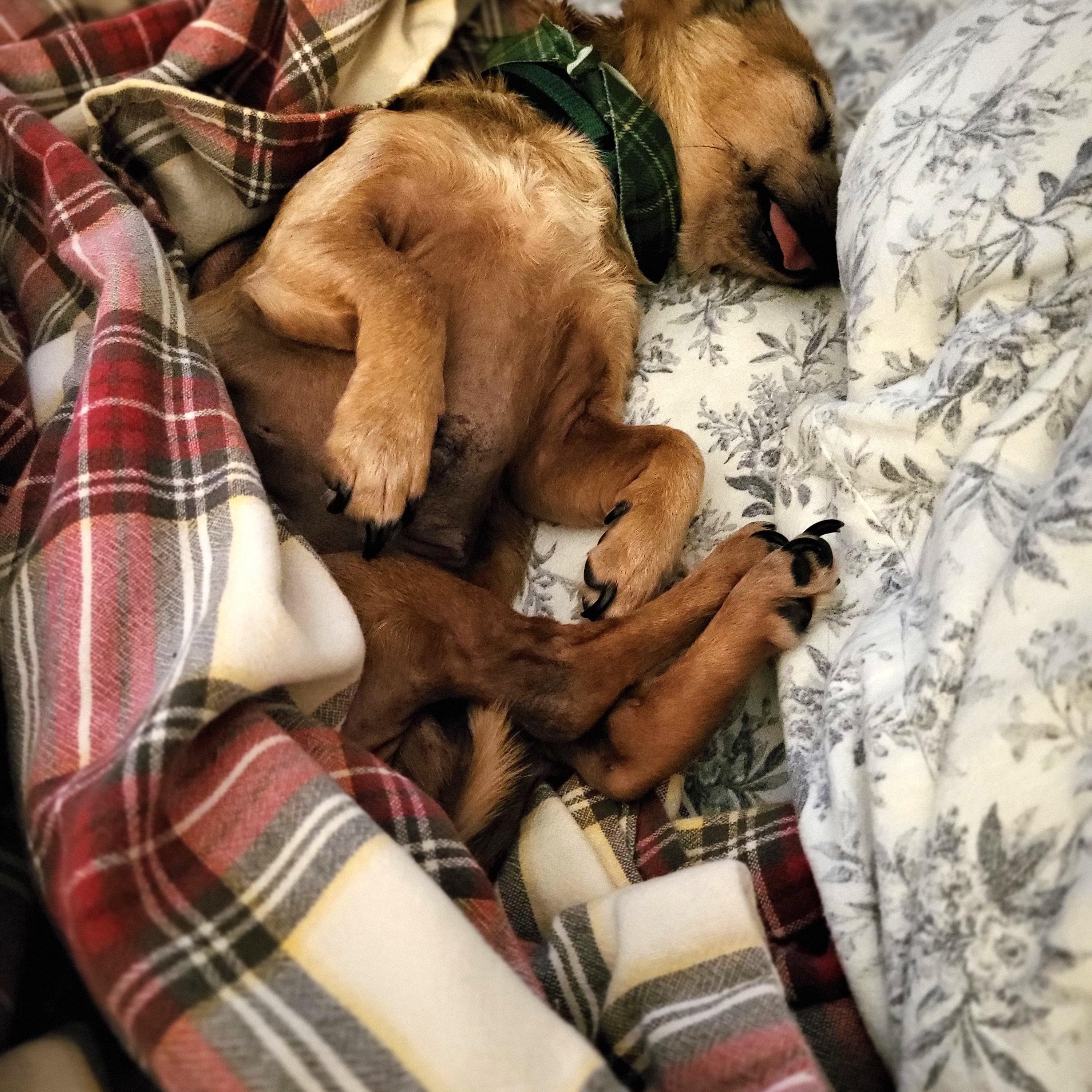 Enlarge Mayonnaisse, a ADOPTABLE mixed breed in Knoxville, TN image 2/6