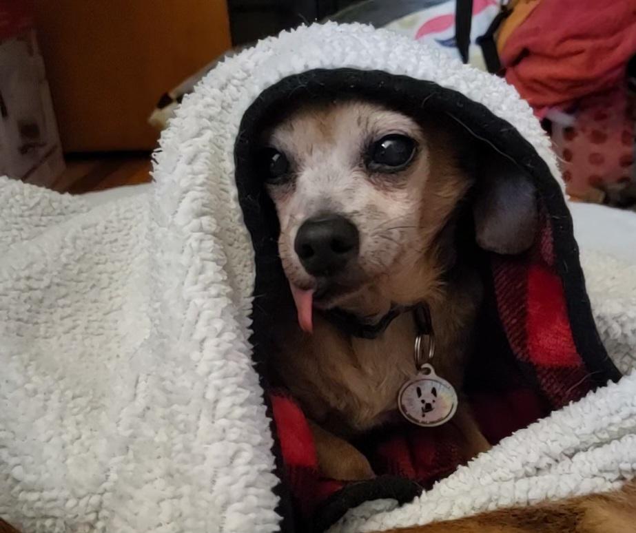 Mayonnaisse, ADOPTABLE, Senior Male Dachshund & Chihuahua.