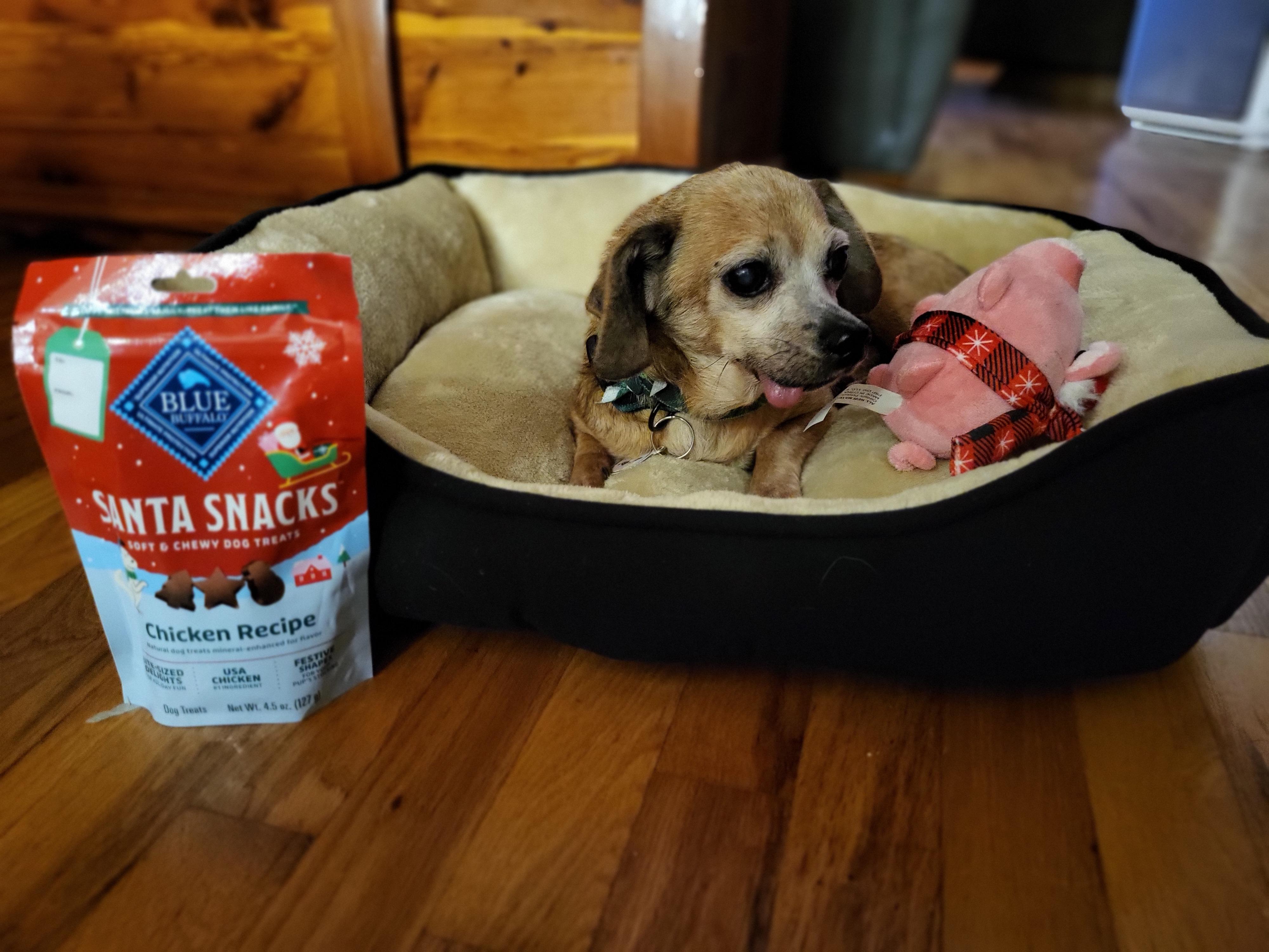 Enlarge Mayonnaisse, a ADOPTABLE mixed breed in Knoxville, TN image 3/6